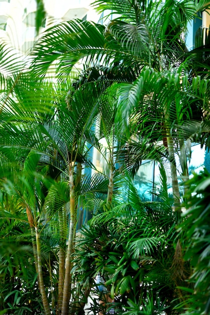 Palme nel cielo blu. Vista della giungla tropicale