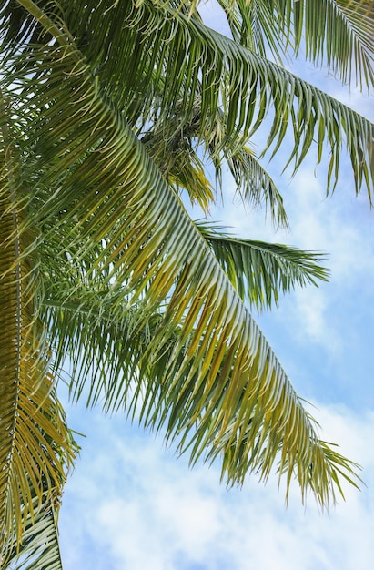 Palme nel cielo