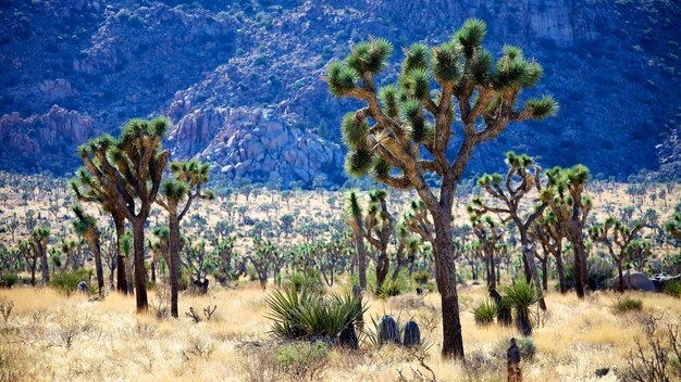 Palme nel deserto