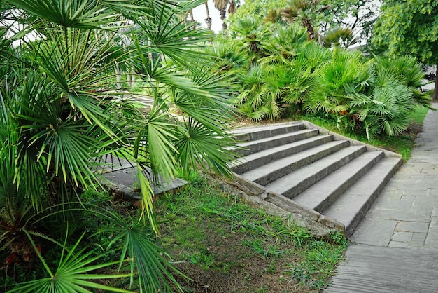 Palme nel giardino botanico