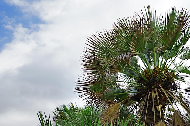 Palme nel giardino botanico