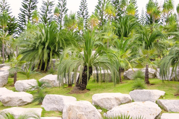 palme nella terra dei giardini tropicali