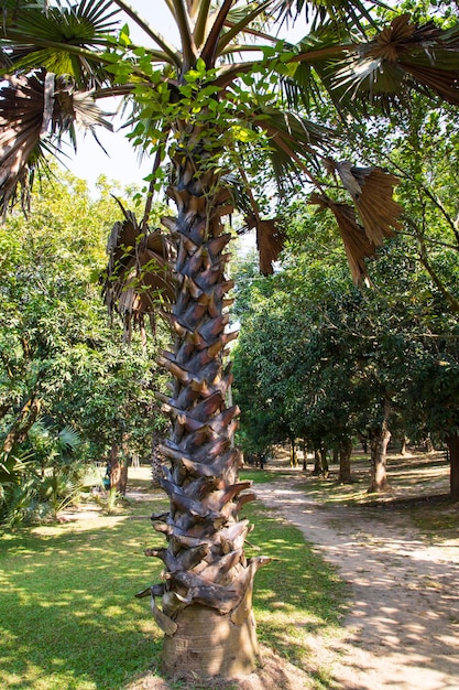 Palme nella vista del paesaggio verde del parco