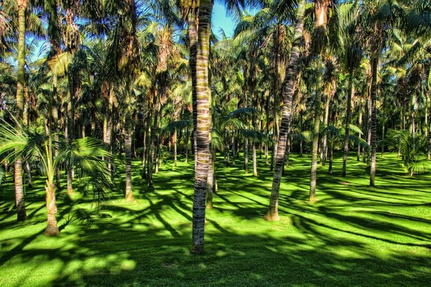 Palme nelle giungle Isole Canarie di Tenerife