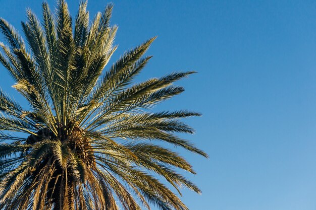 Palme palma contro il cielo blu foglie di palma verde