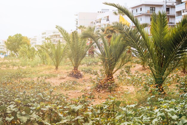 Palme piantate giovani lungo la strada