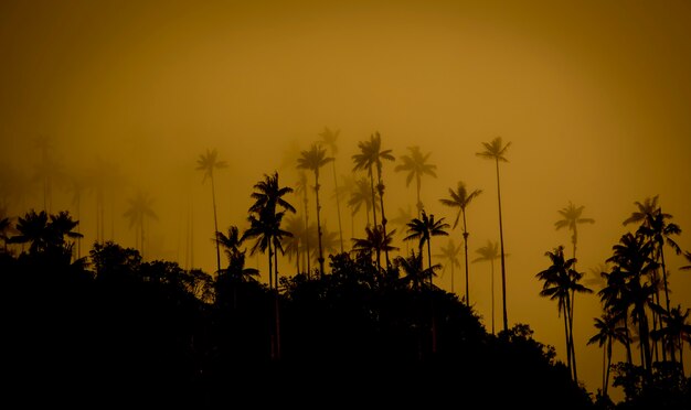 palme silhouette tramonto in Colombia