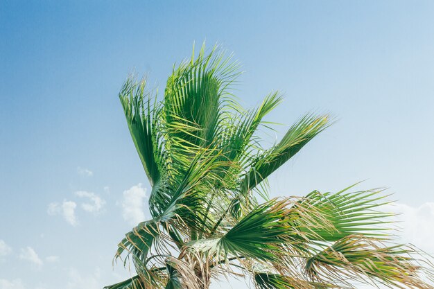 Palme sotto cielo blu