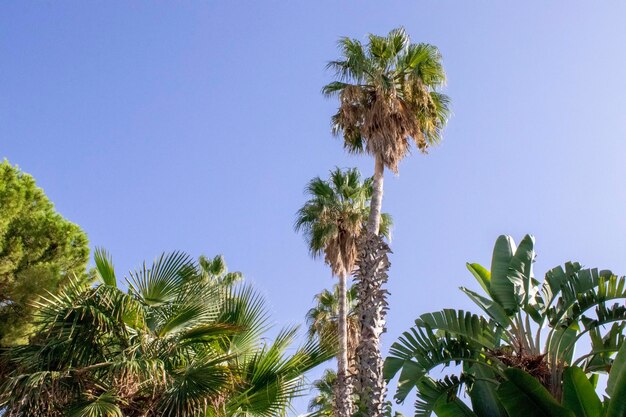 Palme su cielo blu Alte palme lussureggianti su sfondo blu cielo