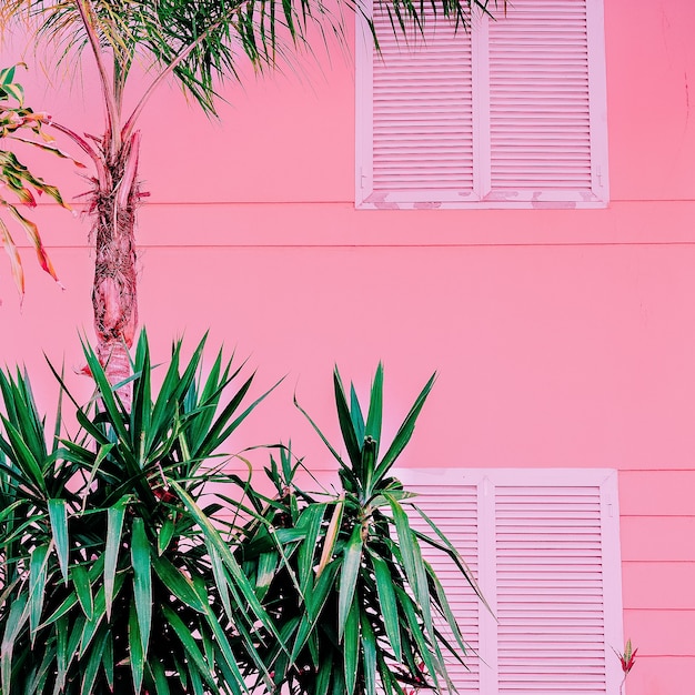 Palme su rosa tropicale moda minimal