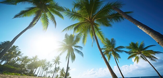 Palme su una spiaggia con il sole che splende su di loro