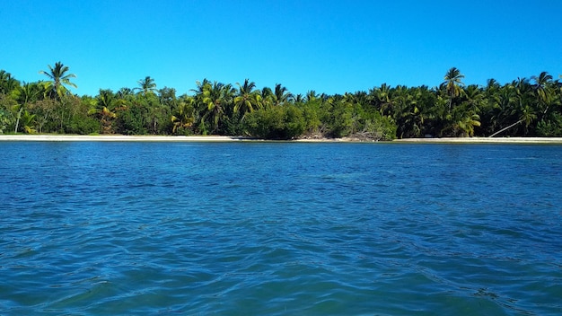 Palme su una spiaggia sabbiosa. Repubblica Dominicana