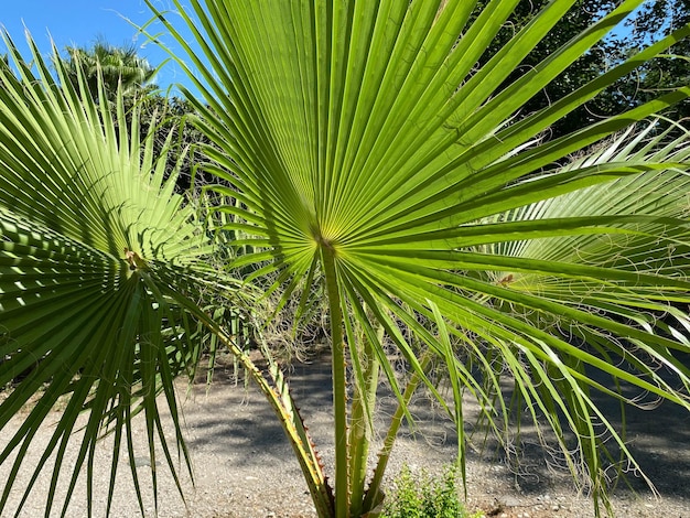 Palme Sul Campo Contro Il Cielo