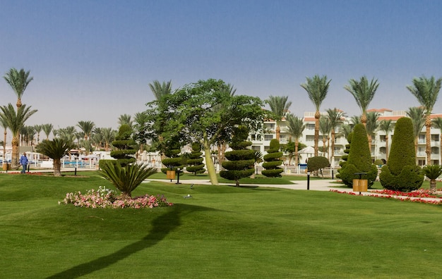 Palme sul campo da golf contro un cielo limpido