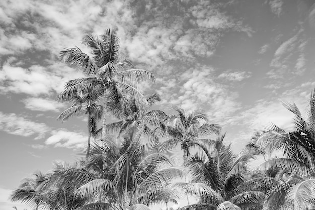 Palme sul cielo blu soleggiato a Great staffe Cay Bahamas Palme da cocco con foglie verdi nel giardino tropicale Natura tropicale pianta esotica Vacanze estive voglia di viaggiare
