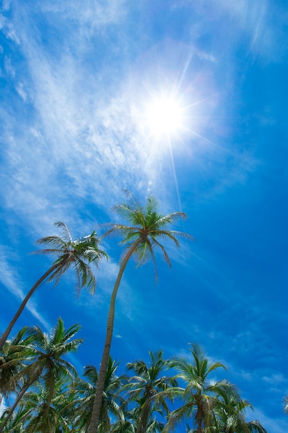 Palme sul cielo