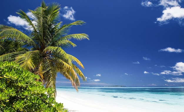 Palme sul mare contro il cielo blu