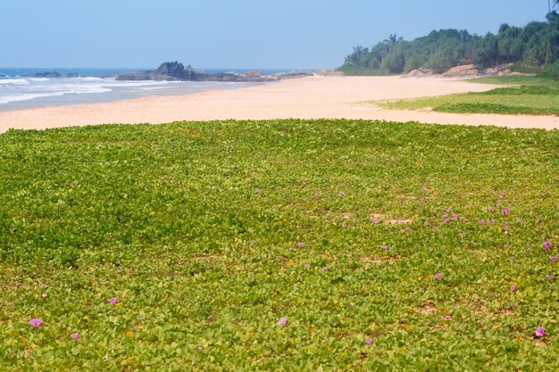 Palme sull'oceano al mattino