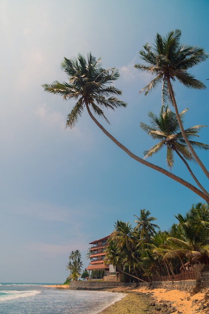 Palme sulla riva dell&#39;Oceano Indiano sulla spiaggia a Hikkaduwa, Sri Lanka.