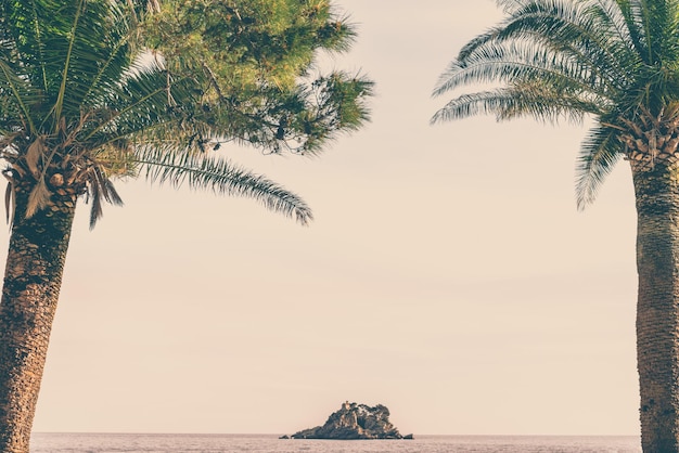 Palme sulla riva e sulla spiaggia di Petrovac