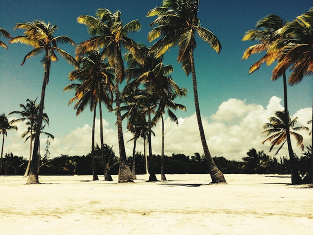 Palme sulla spiaggia contro il cielo