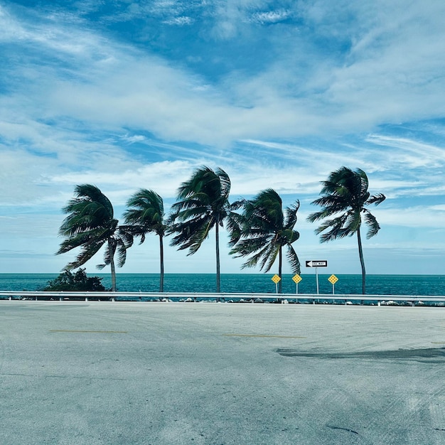 Palme sulla spiaggia contro il cielo