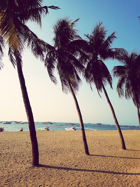 Palme sulla spiaggia contro un cielo limpido