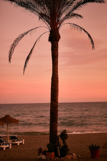 Palme sulla spiaggia di Marbella al tramonto. Andalusa. vacanza al mare. Spagna, Marbella.
