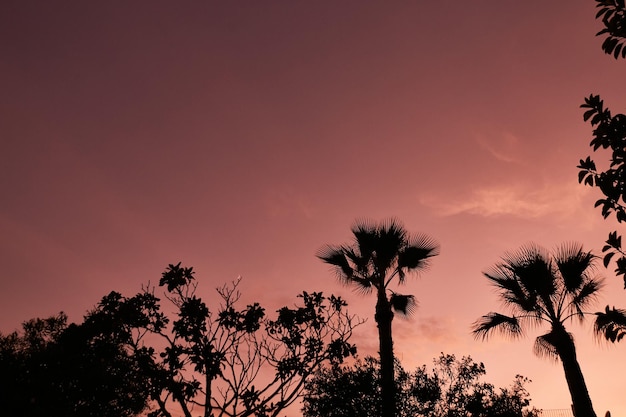 Palme sulla spiaggia di Marbella, Spagna. Vacanza di lusso al mare. Tramonto a Marbella