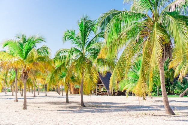 Palme sulla spiaggia di sabbia bianca. Playa Sirena. Cayo Largo. Cuba.