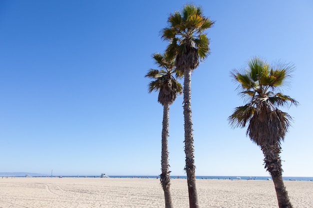 Palme sulla spiaggia di Santa Monica - Los Angeles - durante una giornata di sole con un cielo azzurro perfetto