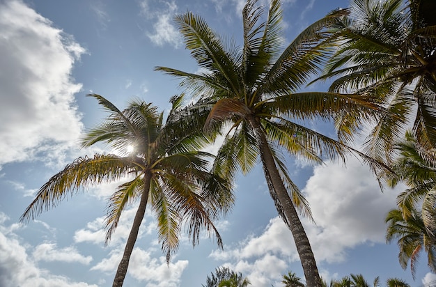 Palme sulla spiaggia di Xpu-Ha riprese dal basso in una giornata di sole