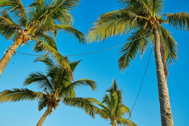 Palme sulla spiaggia e un cielo azzurro sullo sfondo