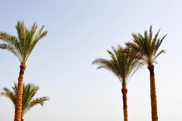 Palme sulla spiaggia la sera