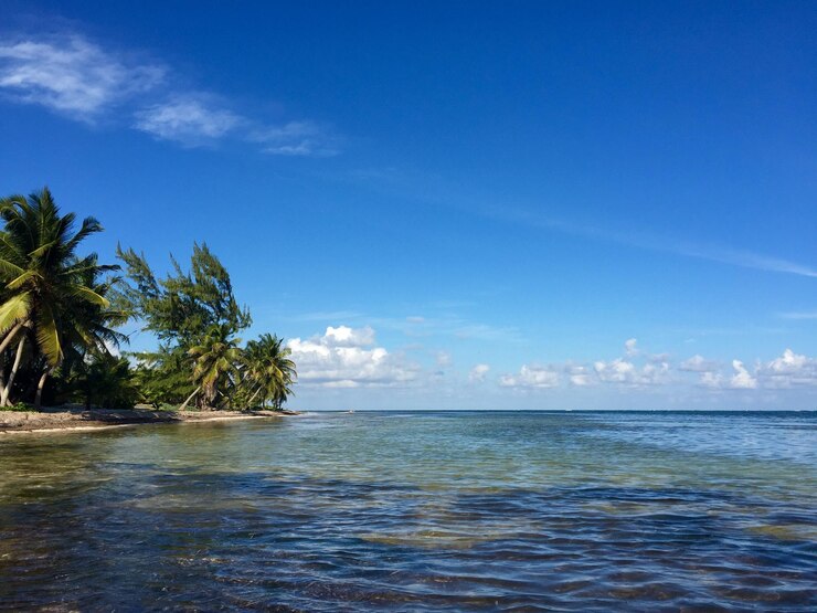 Foto palme sulla spiaggia