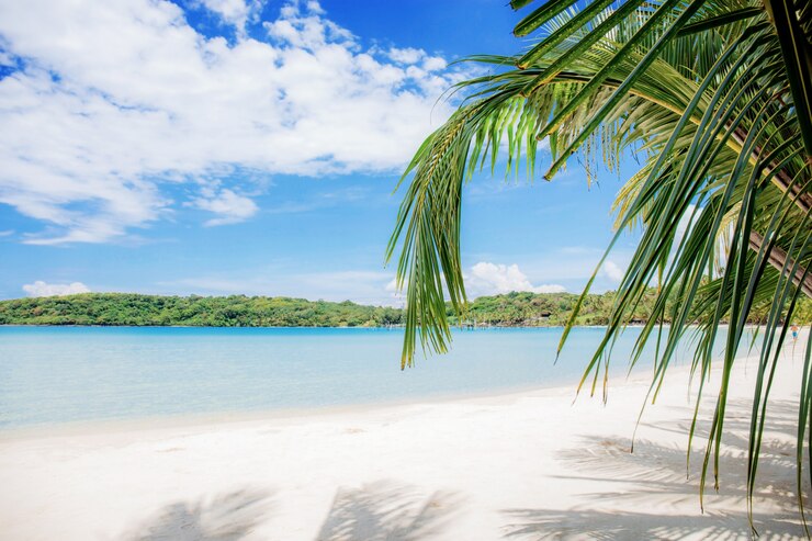 Palme sulla spiaggia