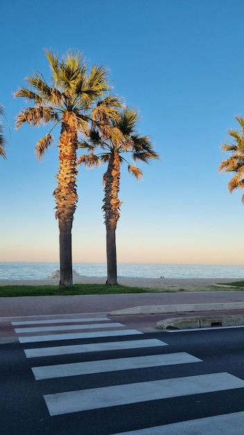 Palme sulla strada di fronte a una spiaggia