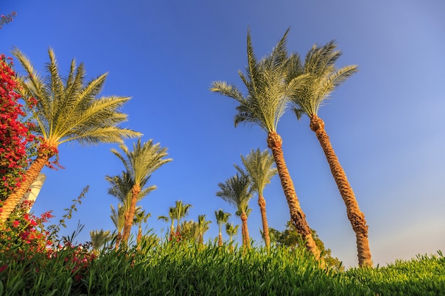 Palme sullo sfondo del cielo blu