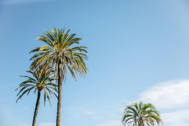 Palme sullo sfondo del cielo blu