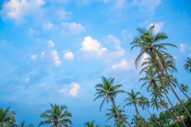 Palme sullo sfondo del cielo e delle nuvole