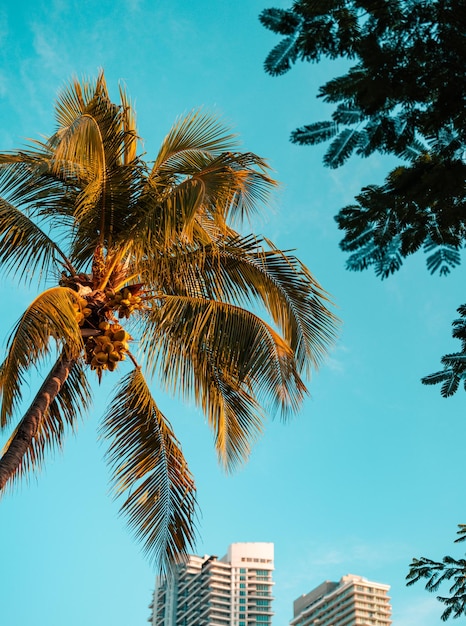palme tropicali caribe miami