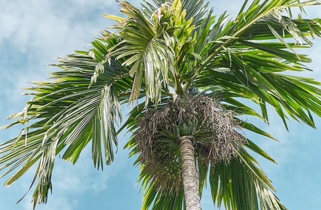 Palme tropicali di cocco. Inquadratura dal basso. Arcipelago Palau, Micronesia.