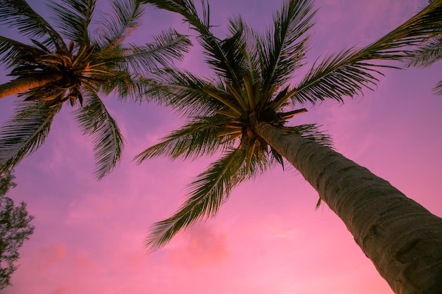 Palme tropicali ed esotiche sullo sfondo del cielo colorato al tramonto. Per il design delle vacanze. Sfondo rosa.