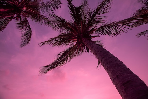 Palme tropicali ed esotiche sullo sfondo del cielo colorato al tramonto. Per il design delle vacanze. Sfondo rosa.