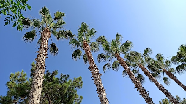 Palme tropicali esotiche in estate vista dal basso verso il cielo in una giornata di sole