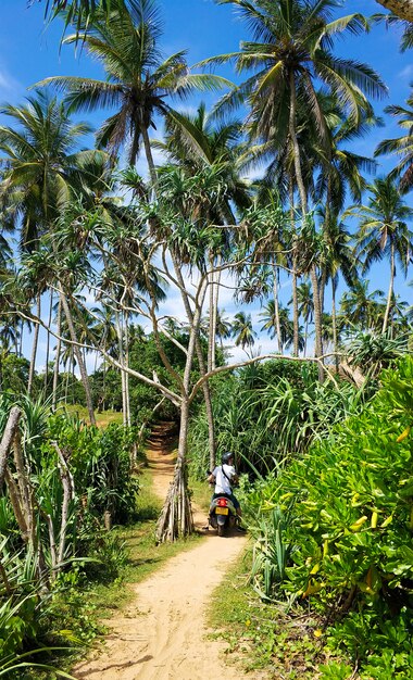 Palme tropicali su uno sfondo di cielo blu. Paradise Island natura e piante