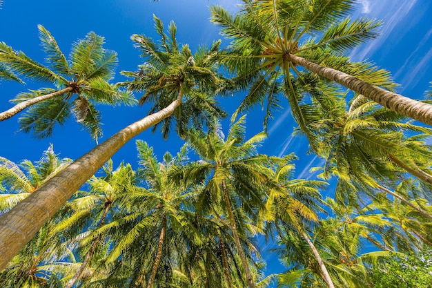 Palme verdi contro il cielo blu e nuvole bianche. Foresta della giungla tropicale con cielo azzurro