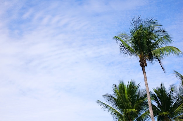 Palme verdi contro il cielo blu in una giornata di sole.