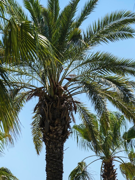 Palme verdi e cielo blu