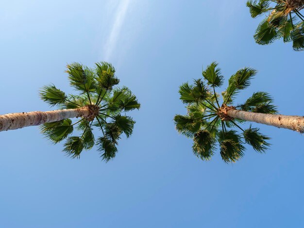 Palme verdi e cielo blu